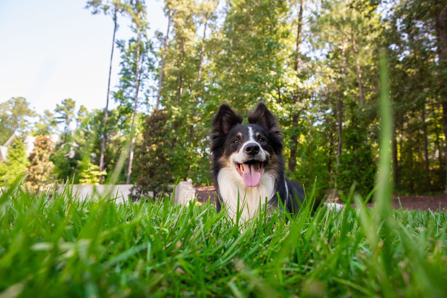 dog laying in lush backyard lawn_RobertHolland Photographer_Director