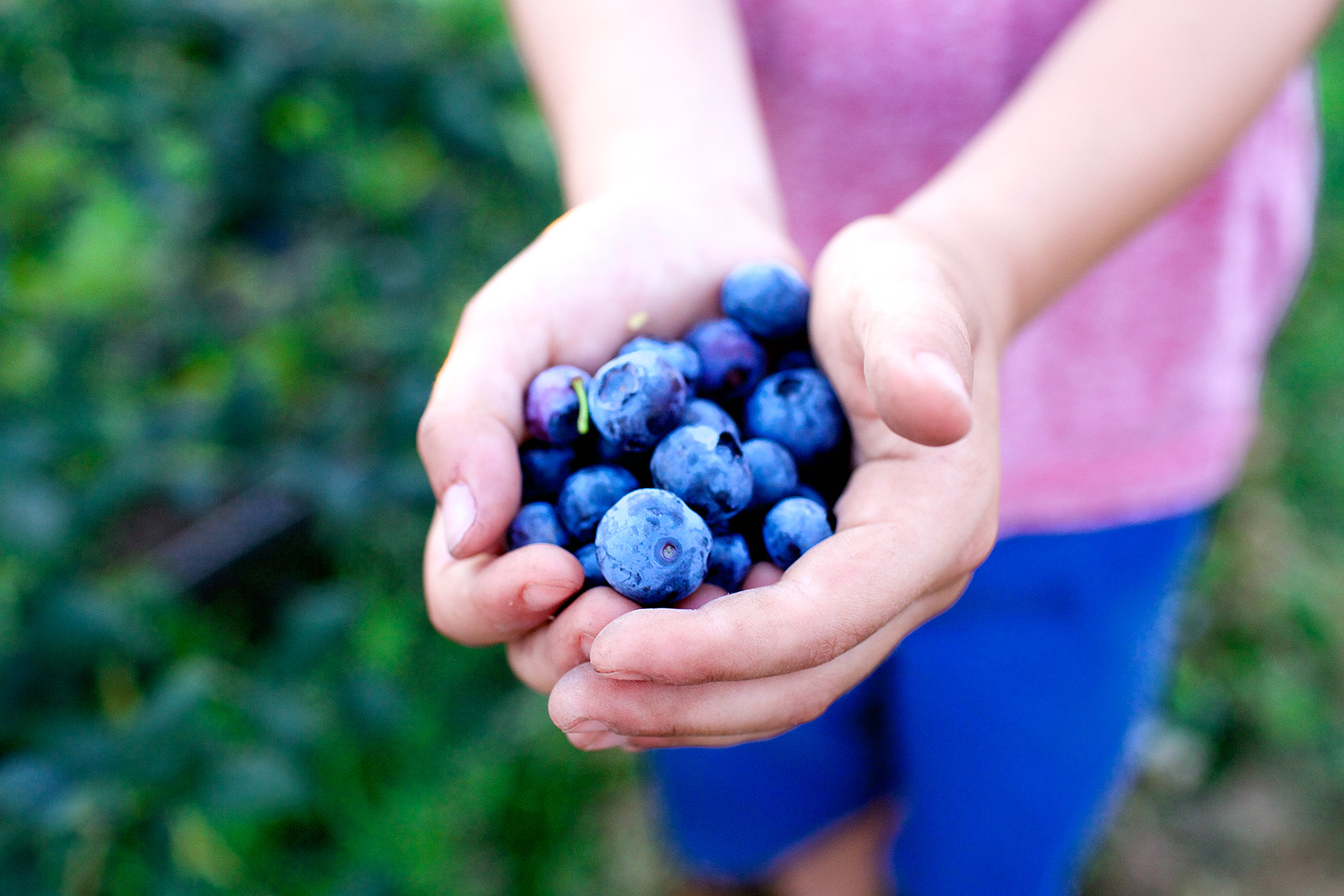 closeup view of berries in hand, blueberry farm Salem, Oregon_Robert-Holland_MG_7578